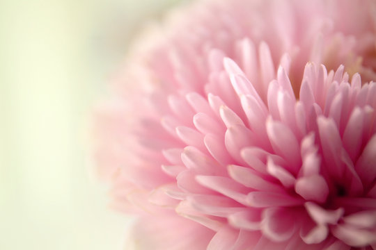 Chrysanthemum bud, closeup