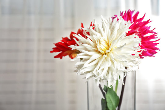 Beautiful dahlia flowers in vase on white curtain background, closeup