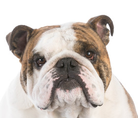Fototapeta premium male english bulldog