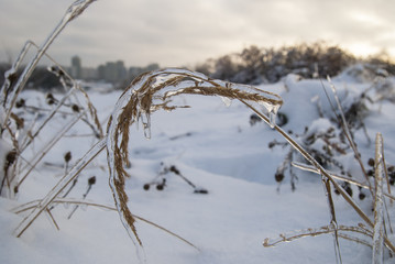 Branch of plant in the ice. Snowy winter landscape