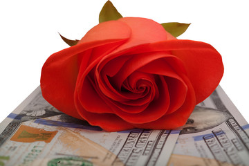 red rose lying on the money on a white background