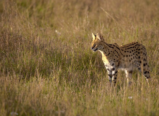 A serval cat looks left while hunting in tall grass at sunset