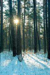 Landscape with the image of winter forest