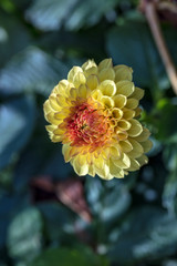 Beautiful dahlia flowers