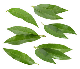Peach leaves isolated on white background