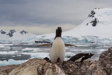Fotobehang Penguin © Alexey Seafarer
