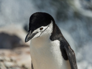 Obraz premium Penguin