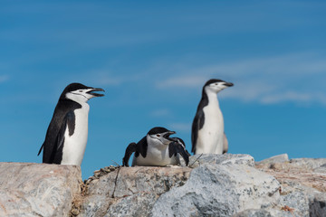 Obraz premium Penguin