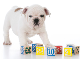 Fototapeta premium dog obedience training