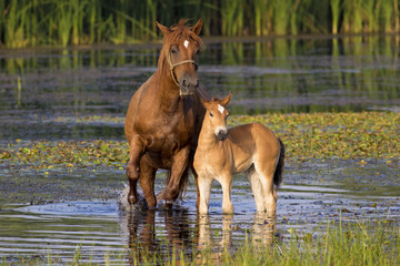 Sorrel  horse and foal