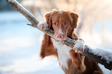 Nova Scotia Duck Tolling Retriever, dog put his paws on tree