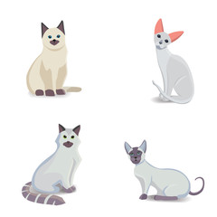Collection Cats of Different Breeds. Vector isolated cat on white background. Home animal or pets. Fanny kittens faces