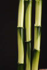 Obraz premium Bamboo