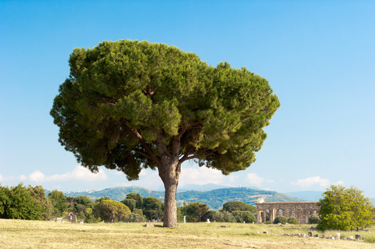 M&auml;chtiger Baum in Paestum eine Pinie