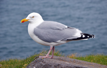 Seagull in Ireland, Wild Atlantic Way at Dingle Peninsula