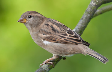 House sparrow posing for a portrait