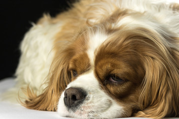 Sleeping Blenheim cavalier Dog