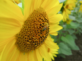 sunflower and bee