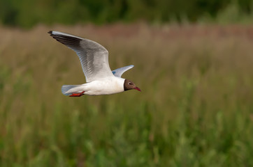 Black-headed gull flying over a riverbank