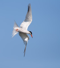 Common tern banking and diving in the air