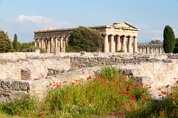 Peastum Mohnblumen ver dem Tempel des Poseidon