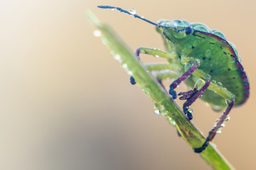 La cimice