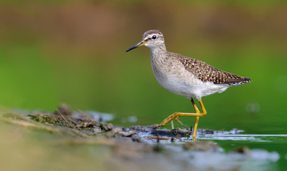 Wood Sandpiper turning to a shore