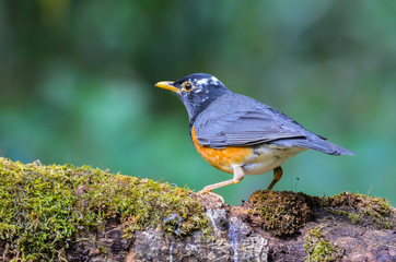 Black-breasted Thrush(Turdus dissimilis), beautiful bird standing on timber with green background at Doi Ang Khang, Thailand.