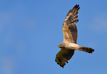 Montagu's harrier second year male in flight