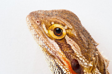 one agama bearded on white background.reptile close-up.