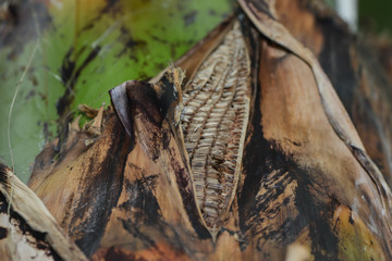 Stamm einer Bananenstaude