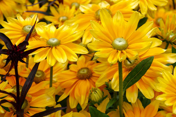 Close-up of a bunch of yellow daisy flowers