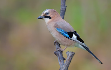 Eurasian jay posing on a willow branch