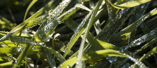 Fotograf&iacute;a Macro