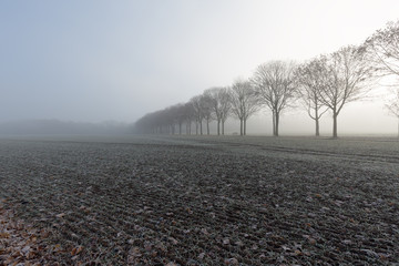 Foggy Mood at Winterday at Krefeld/ Germany
