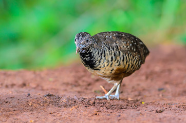 Barred Buttonquail(Turnix suscitator), beautiful bird on the prowl in grassland with green background.