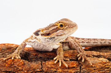 one agama bearded on white background.siting on the bark of tree.closeup
