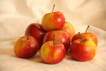 Petites pommes bio de table rouges et jaunes en automne 