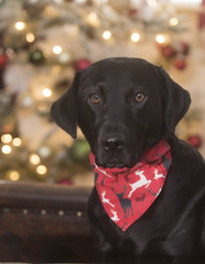 Labrador at christmas