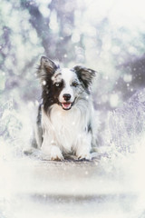 Border Collie im Winter