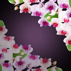 Beautiful floral background with orchids 