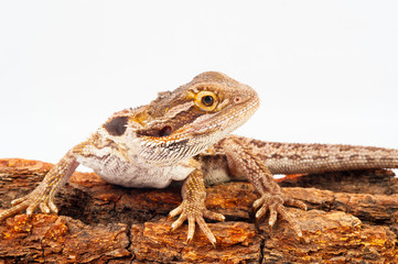one agama bearded on white background.siting on the bark of tree.closeup