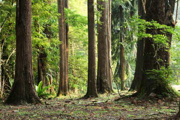 morning scene of the forest