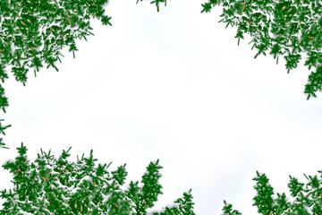 Fototapeta premium forest in the frost. Winter landscape. Snow covered trees.
