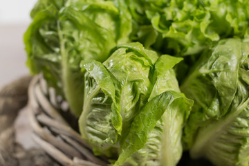 Variety of green roma fresh lettuce salad leaves - healthy food