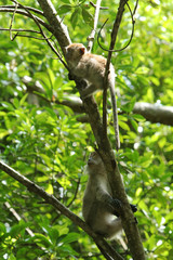 A Monkey is siting on a tree of Sundarban, Species