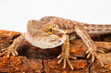 one agama bearded on white background.siting on the bark of tree.closeup