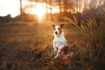 Naklejka na ściany i meble Dog Jack Russell Terrier walk in autumn