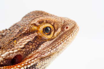 one agama bearded on white background.reptile close-up.