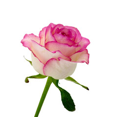 Delicate flower rose  isolated on white background